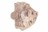 Enrolled Pennsylvanian Trilobite (Ditomopyge) Fossil - Oklahoma #275323-1